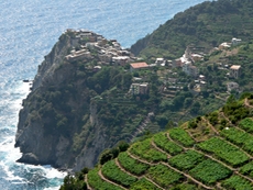 The famous wine terraces of the Cinque Terre